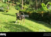 Dream Meaning of Seeing Black Dog Barking