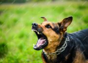 Dream Meaning of Dogs Barking