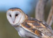 Dream Meaning of Owls