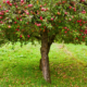 Dream Meaning of Apple Tree