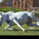 Dream Meaning of Falling Horse