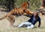 Dream Meaning of Tiger Attacking Me