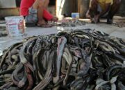 Dream Meaning of Killing Snakes