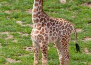 Dream Meaning of Giraffe