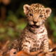 Dream Meaning of A Baby Leopard