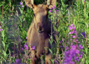 Dream Meaning of Baby Moose
