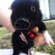 Dream Meaning of A Baby Pig