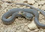 Dream Meaning of Baby Snake