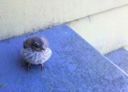 Dream Meaning of Baby Bird