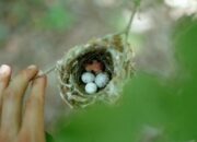 Dream Meaning of Baby Birds