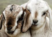 Dream Meaning of Baby Goats