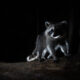 Dream Meaning of Baby Raccoon