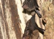 Dream Meaning of A Bat Nibbling