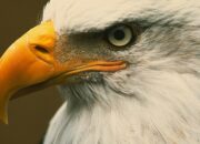Dream Meaning of Eagle
