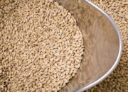 Dream Meaning of Malt