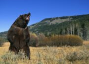 Dream Meaning of A Bear Attacking You
