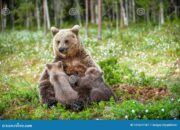Dream Meaning of Feeding Bear Cubs