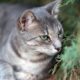 Dream Meaning of Gray Cat Outside