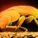Dream Meaning of Bed Bugs
