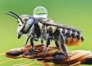 Dream Meaning of Bee In Ear
