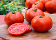 Dream Meaning of Looking For Tomatoes