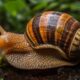 Dream Meaning of Snails