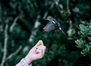 Dream Meaning of A Bird Landing On Your Hand