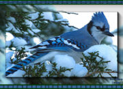 Dream Meaning of Birds