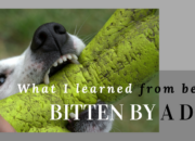 Dream Meaning of Bitten By A Dog