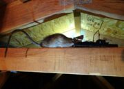 Dream Meaning of Being Bitten By A Rat