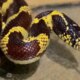 Dream Meaning of Yellow And Black Snake
