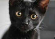 Dream Meaning of Black Kitten
