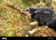 Dream Meaning of Black Dog Biting