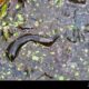 Dream Meaning of Black Leeches