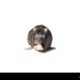 Dream Meaning of A White Rat Eating Another Rodent