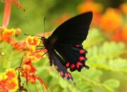 Dream Meaning of A Black Butterfly