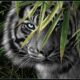 Dream Meaning of A Black Tiger