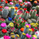 Dream Meaning of Cactus