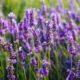 Dream Meaning of Lavender Flowers
