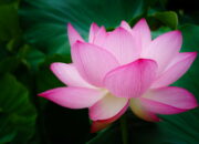 Dream Meaning of Pink Lotus Flowers