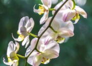 Dream Meaning of Blooming White Orchids