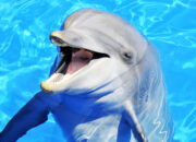Dream Meaning of Dolphin