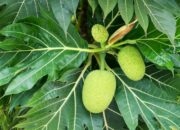 Dream Meaning of Seeing Breadfruit