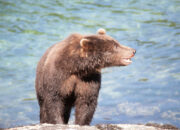 Dream Meaning of Smelling A Huge Bear Right Behind Me