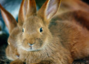 Dream Meaning of Brown Rabbit