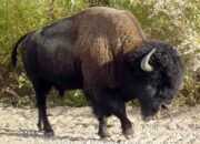 Dream Meaning of Buffalo