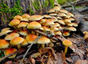 Dream Meaning of Mushrooms