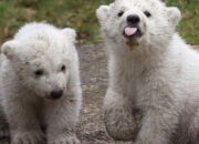 Dream Meaning of A Baby Bear