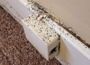 Dream Meaning of Insects Down Stairs Of The House