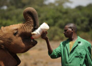 Dream Meaning of Caring For A Baby Elephant